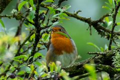 Erithacus rubecula