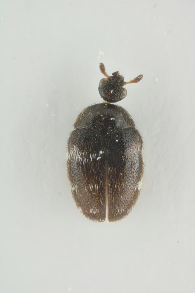 Phradonoma geiseri