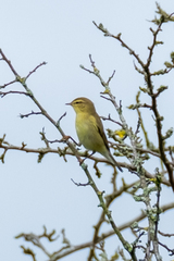 Phylloscopus trochilus