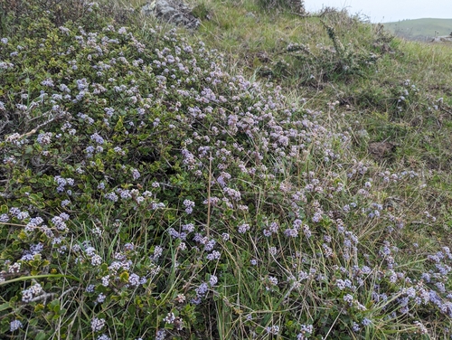 Image of Ceanothus decornutus by (c) Alexander Wentworth, some rights reserved (CC BY)