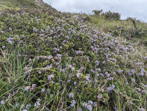 Image of Nicasio Ceanothus (Ceanothus decornutus) by (c) Alexander Wentworth, some rights reserved (CC BY)