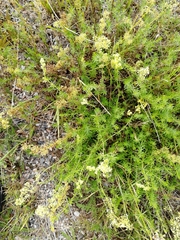 Galium × pomeranicum