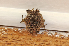 Ropalidia plebeiana