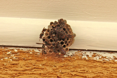 Ropalidia plebeiana