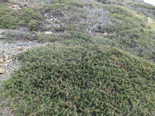 Image of Ceanothus decornutus by (c) Alexander Wentworth, some rights reserved (CC BY)