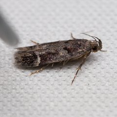 Pseudochelaria manzanitae