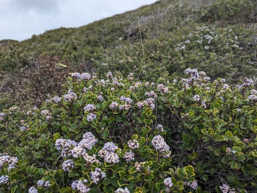 Image of Nicasio Ceanothus (Ceanothus decornutus) by (c) Alexander Wentworth, some rights reserved (CC BY)