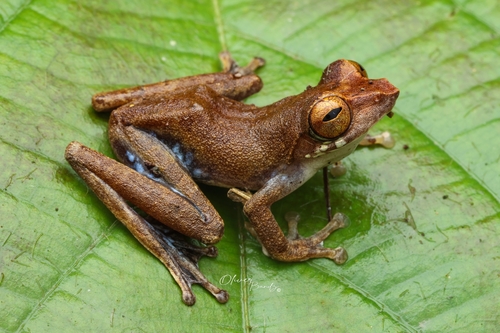 Leptomantis cyanopunctatus observed 2025-03-13