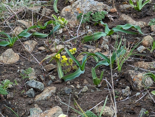 Image of Sanicula tuberosa by (c) Alexander Wentworth, some rights reserved (CC BY)