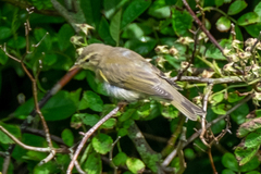 Phylloscopus trochilus