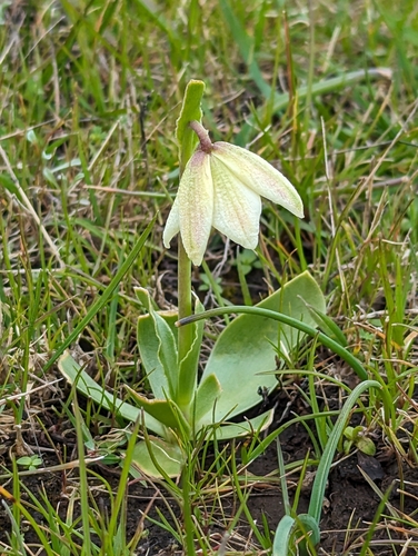 Image of Fritillaria liliacea by (c) Alexander Wentworth, some rights reserved (CC BY)