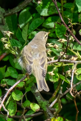 Phylloscopus trochilus