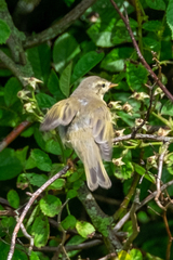 Phylloscopus trochilus