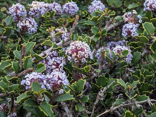 Image of Nicasio Ceanothus (Ceanothus decornutus) by (c) Alexander Wentworth, some rights reserved (CC BY)