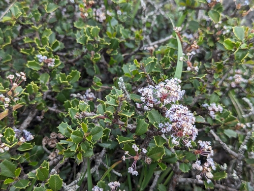 Image of Ceanothus decornutus by (c) Alexander Wentworth, some rights reserved (CC BY)