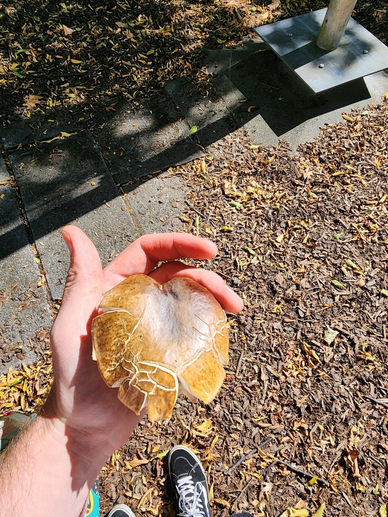 Boletus edulis · March 2025 · photo: © squidney8 (iNaturalist, cc0)