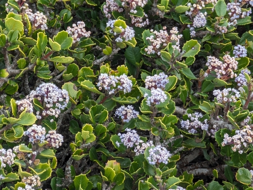 Image of Nicasio Ceanothus (Ceanothus decornutus) by (c) Alexander Wentworth, some rights reserved (CC BY)