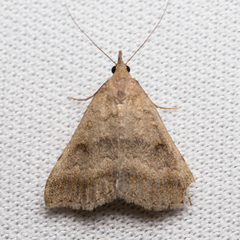Tetanolita palligera
