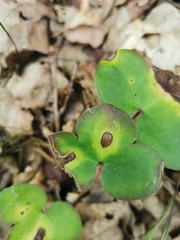 Ascochyta