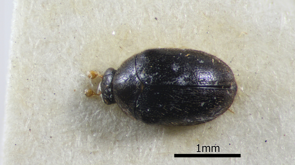 Orphinus funestus