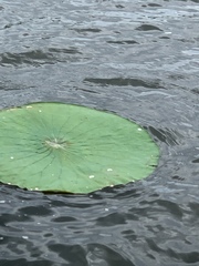 Nelumbo