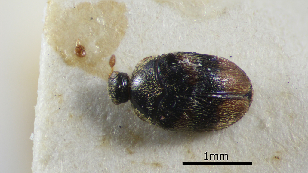 Orphinus biflexus
