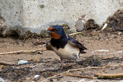Hirundo rustica