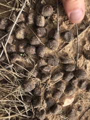 Cervus canadensis canadensis