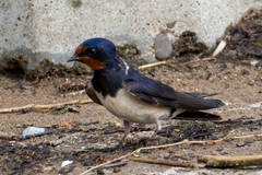 Hirundo rustica
