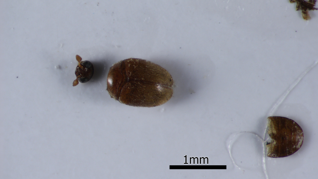 Orphinus saundersi