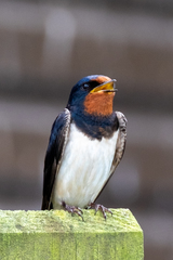 Hirundo rustica