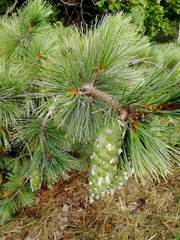 Pinus peuce
