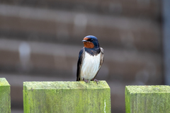 Hirundo rustica