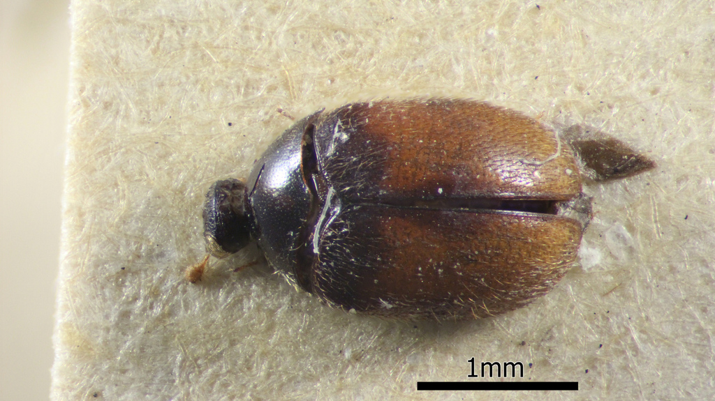 Orphinus oscitans
