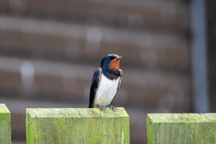 Hirundo rustica