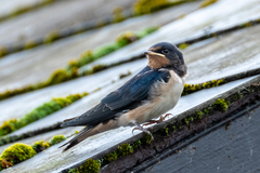 Hirundo rustica