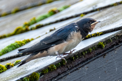 Hirundo rustica