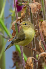 Phylloscopus trochilus