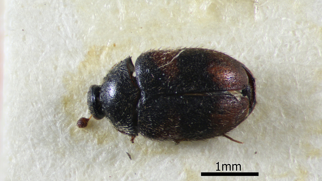 Orphinus jucundus