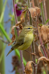 Phylloscopus trochilus