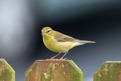 Phylloscopus trochilus