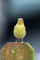 Phylloscopus trochilus