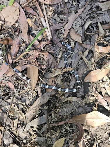 Eastern Bandy Bandy sighting