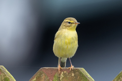 Phylloscopus trochilus