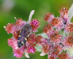 Acmaeodera pulchella