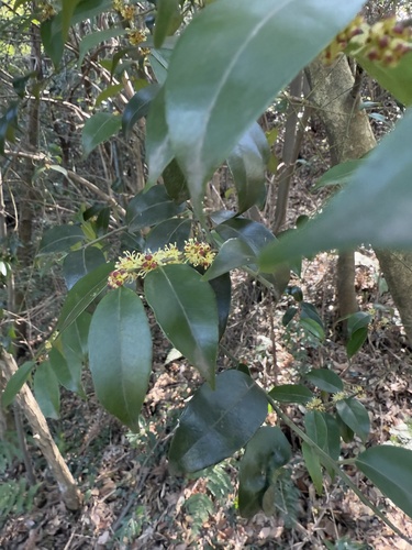 Ilex buergeri iNat (1)