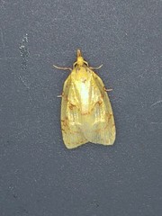 Cenopis pettitana