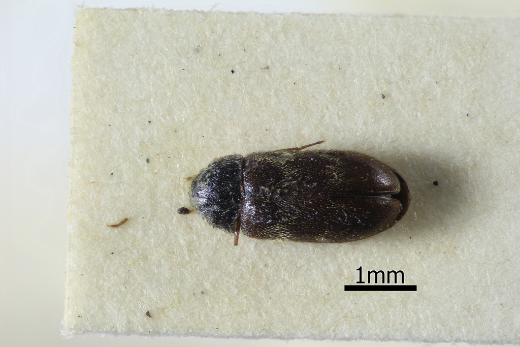 Globicornis bifasciata