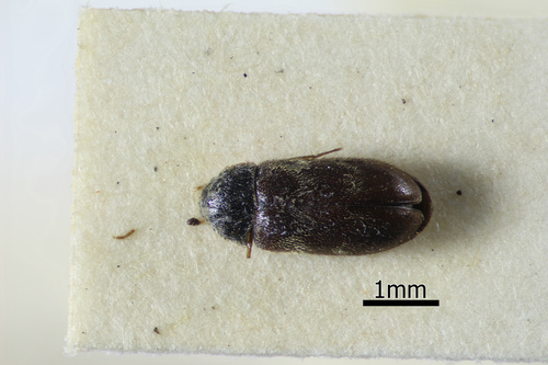 Globicornis bifasciata
