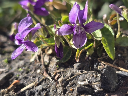 Image of Viola philippica by (c) WATANABE Hitoshi 渡辺仁, some rights reserved (CC BY)